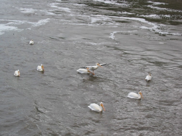 210pelicans.JPG