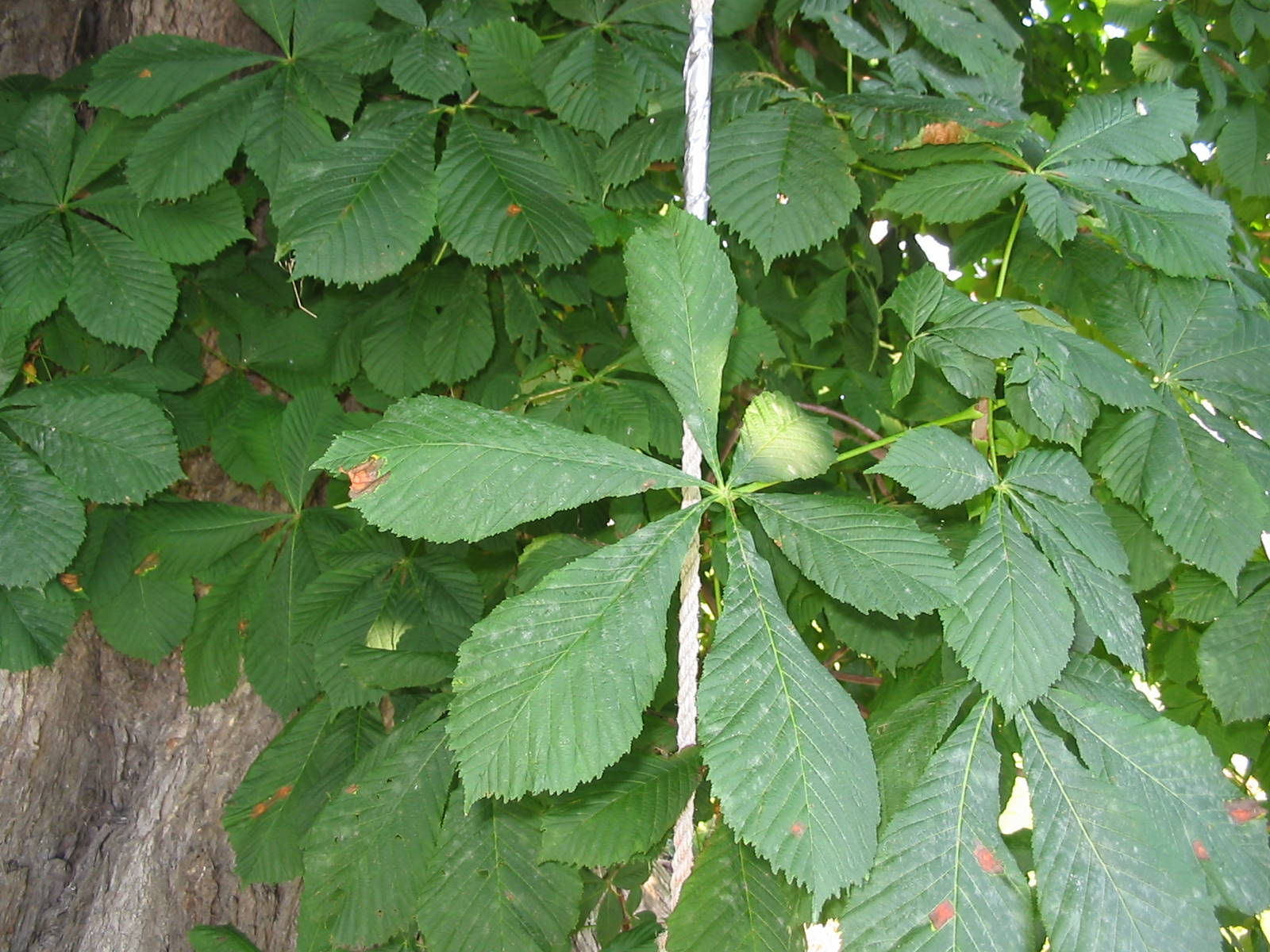 leaves